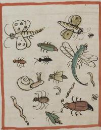 Kaefer Kaefer und Insekten, mittelalterliche Handschrift